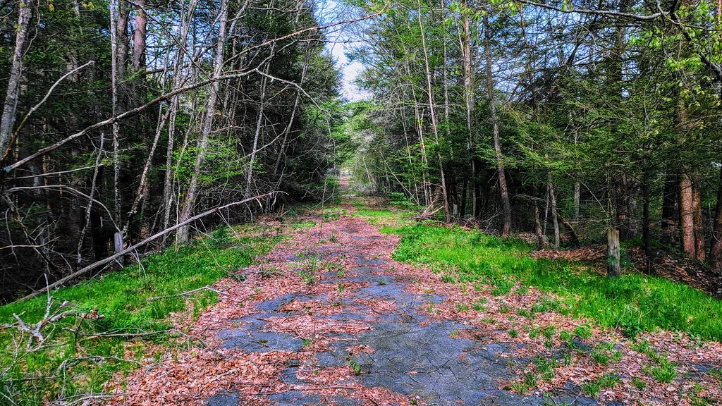 Chaussée abandonnée fissurée et couverte de feuilles entre deux rangées d’arbres.