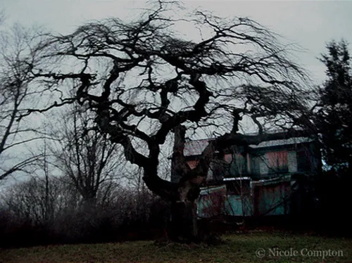 Old house with boarded windows behind a large leafless tree.