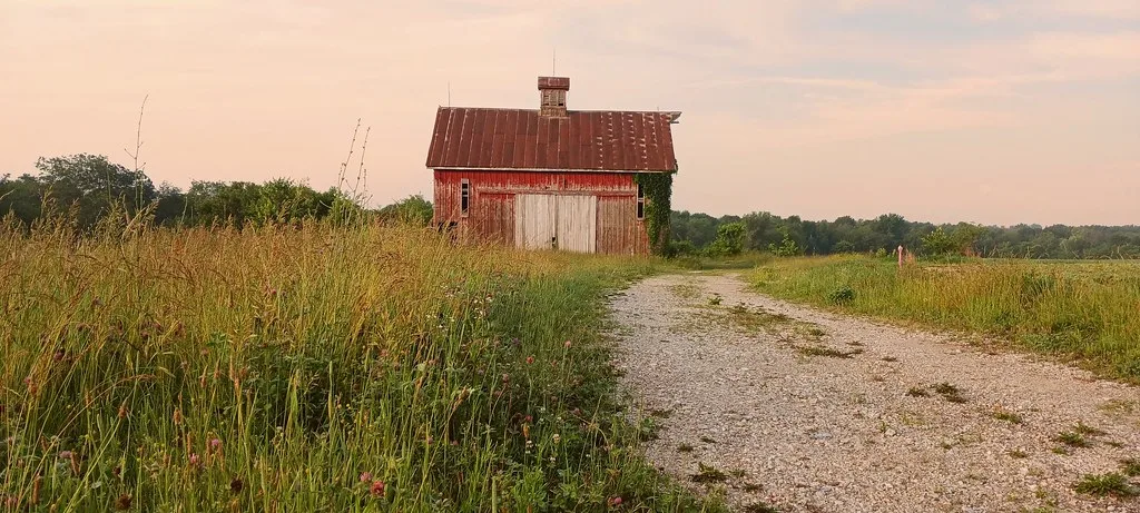 Small weathered red barn at the end of a track bordered by tall grass.