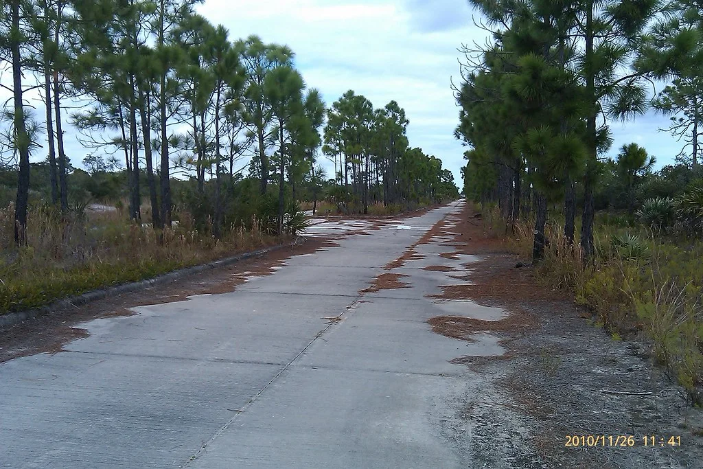 Old concrete road lined with pine trees and partly covered with needles.