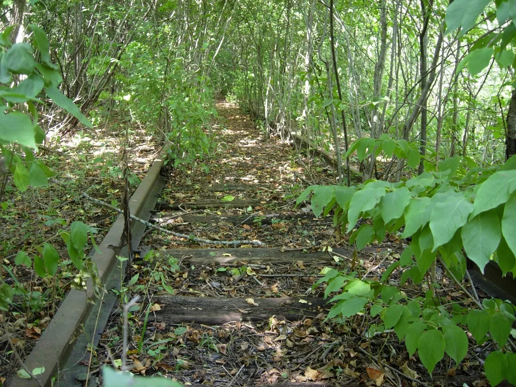 Abandoned railway track with deteriorated wooden sleepers, covered in leaves and lined with saplings growing against the rails.