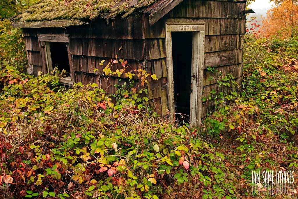 Cabane de bois aux ouvertures vides et au toit moussu parmi les ronces.