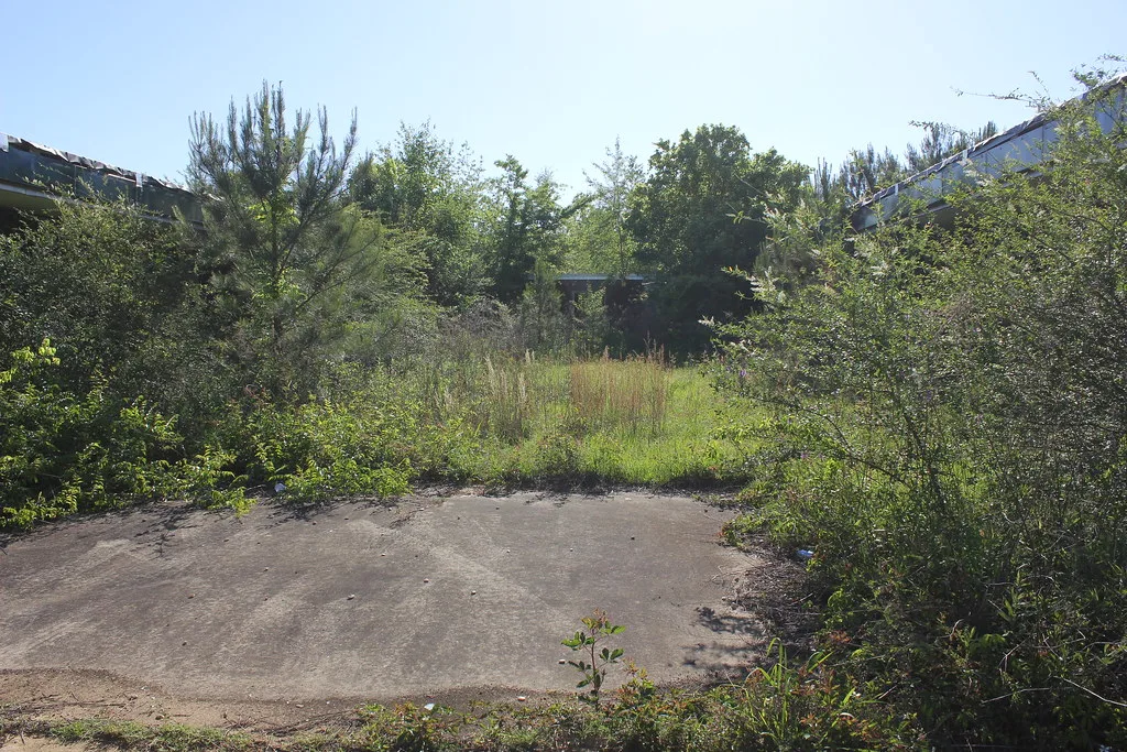 Cour de béton délaissée envahie de jeunes arbres et de hautes herbes entre deux bâtiments.