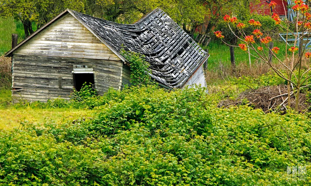 Wooden cabin with a sagging roof exposing its battens, surrounded by brambles.