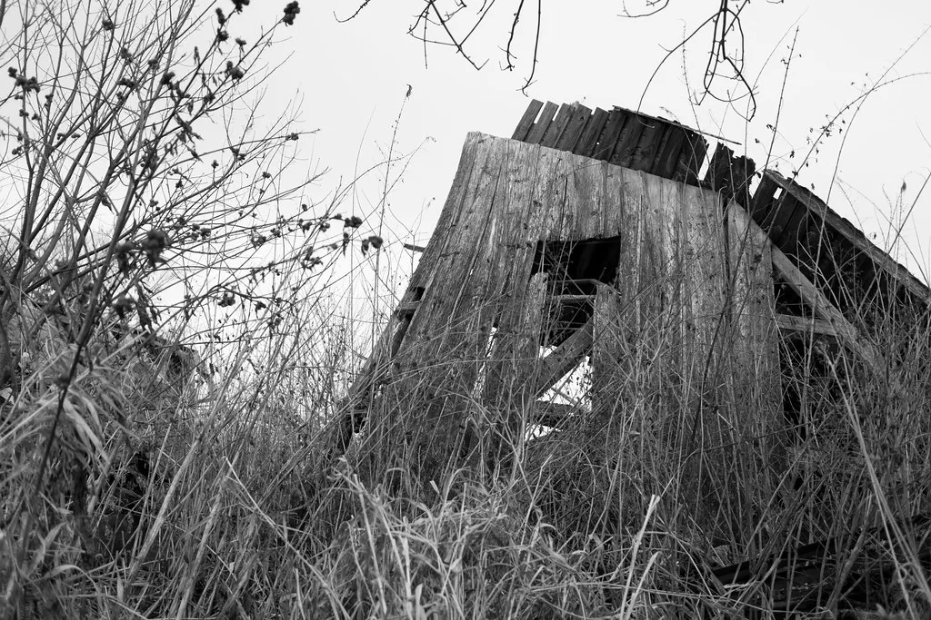Construction de bois effondrée dans les broussailles, en noir et blanc.