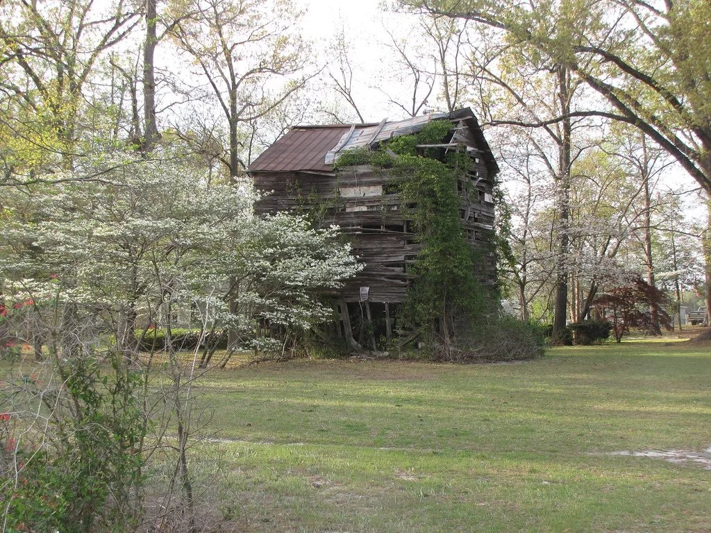Old wooden building with gaping siding overgrown with ivy.
