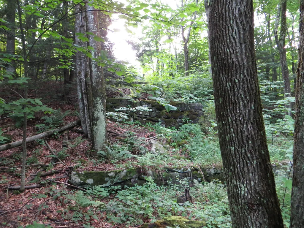 Vestiges de murs de pierre moussus dans une forêt.