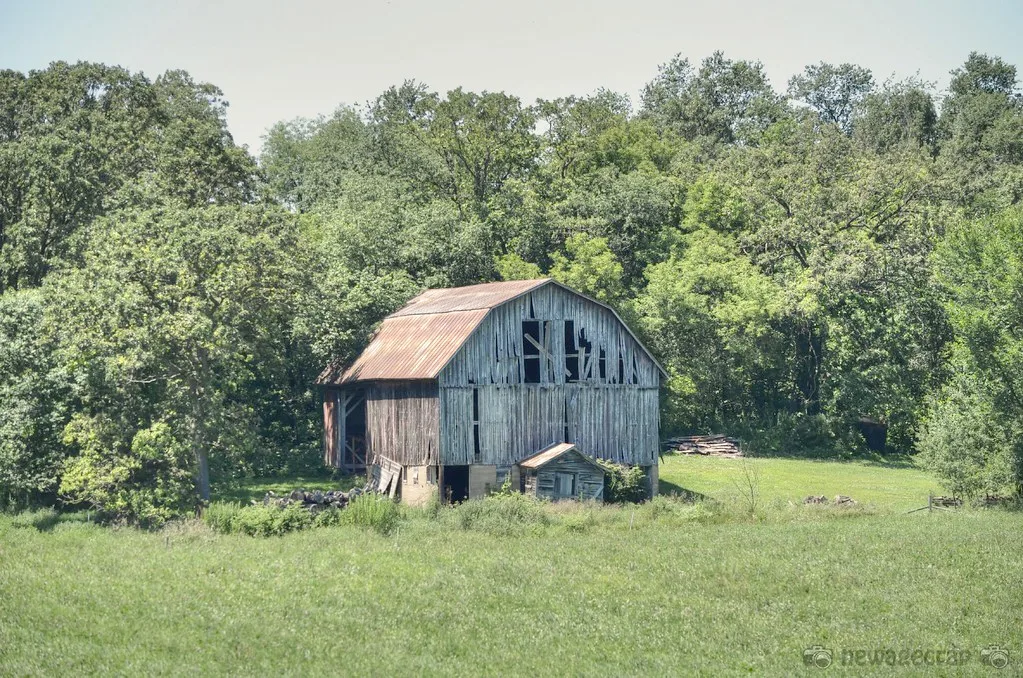 Ancienne grange de bois au bardage troué dans une prairie.
