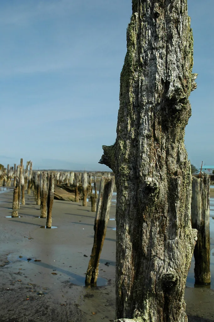 Rows of eroded wooden piles on a shore with a deeply cracked post in the foreground.