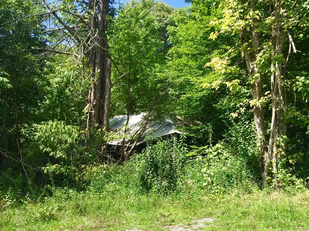 Cabane à toit de tôle presque cachée par les arbres et les broussailles.