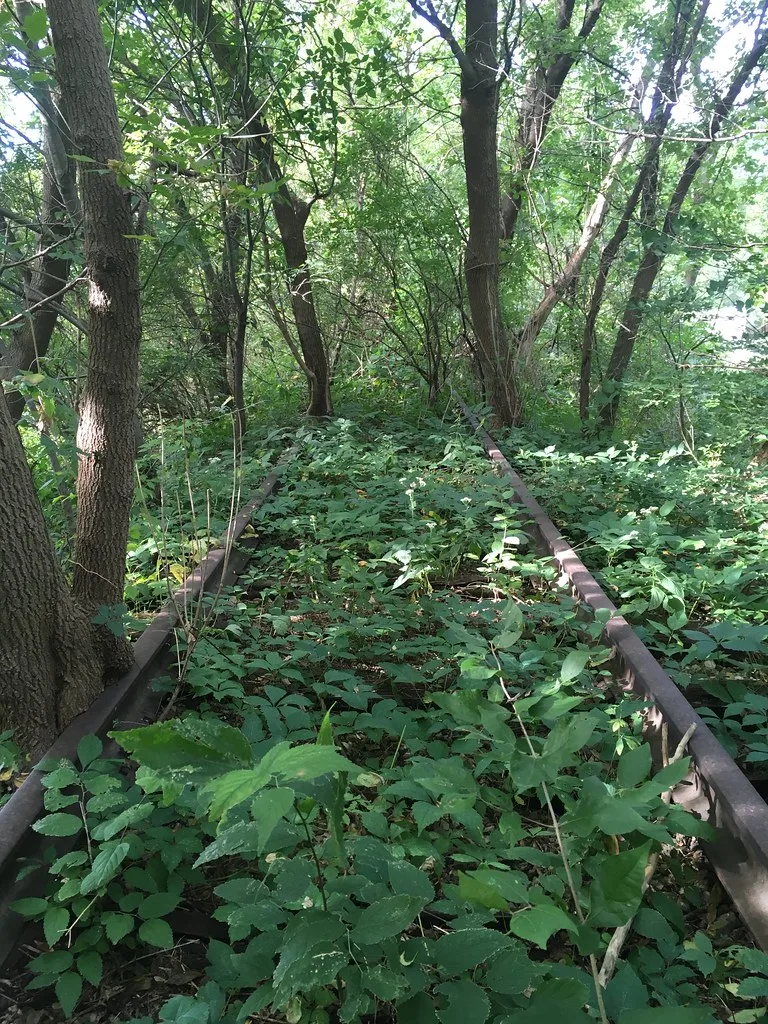 Ancienne voie ferrée rouillée envahie de végétation dans un bois.