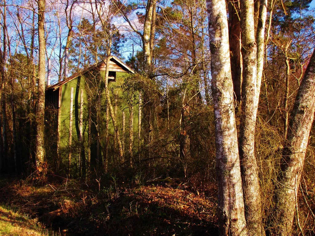 Small green building with worn siding overrun by vines in dense woodland.