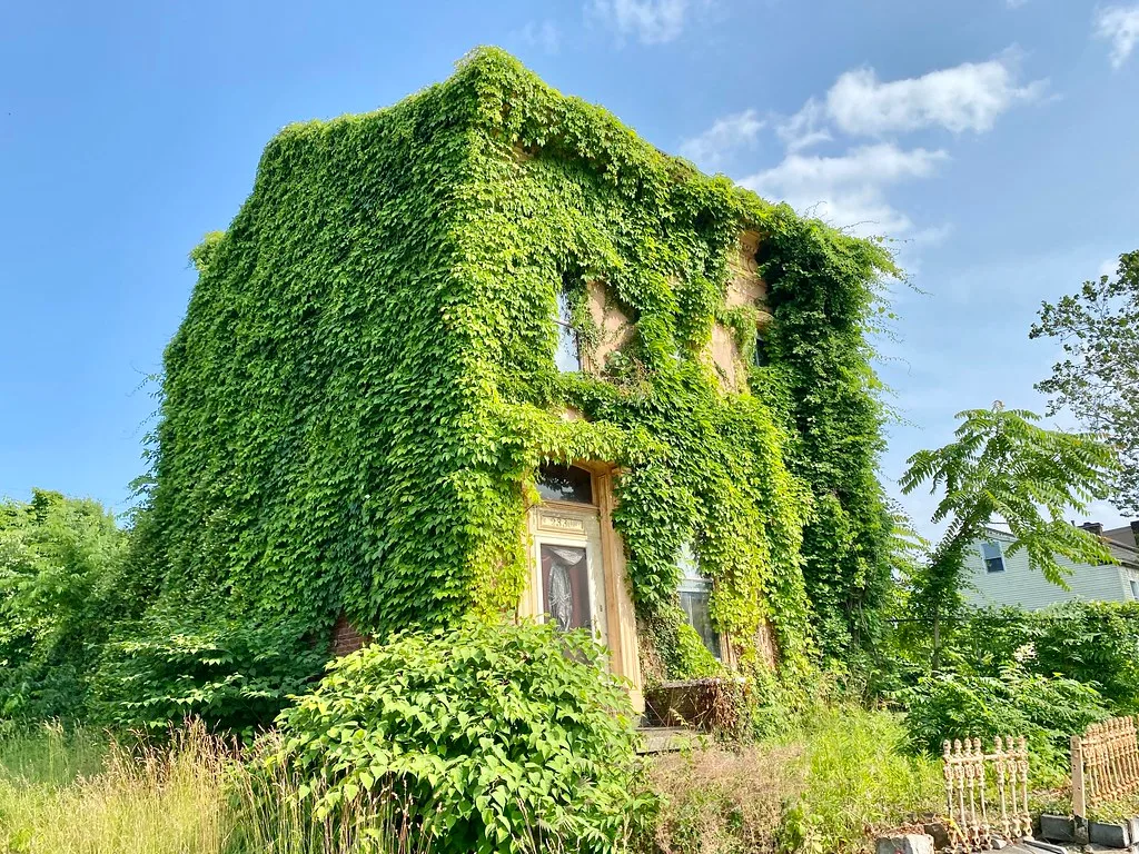 Brick house covered in ivy in an overgrown garden.
