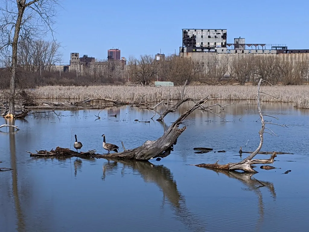 Old silos with a deteriorated upper building behind a pond with geese.