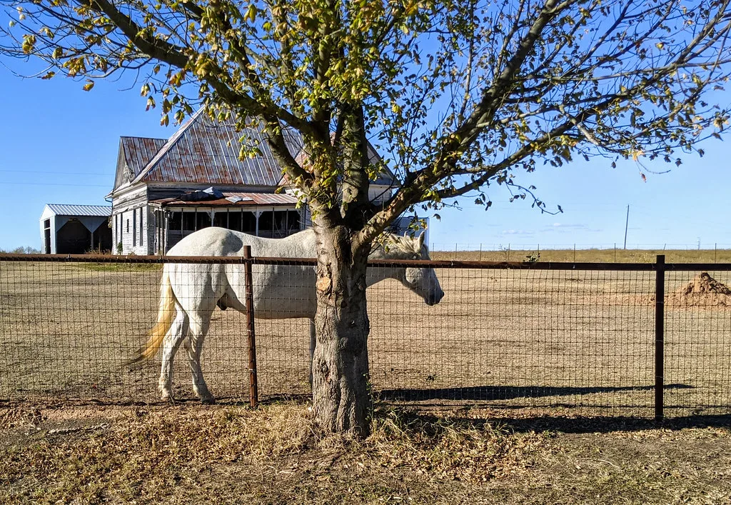 Horse in front of an old wooden house with a deteriorated porch.