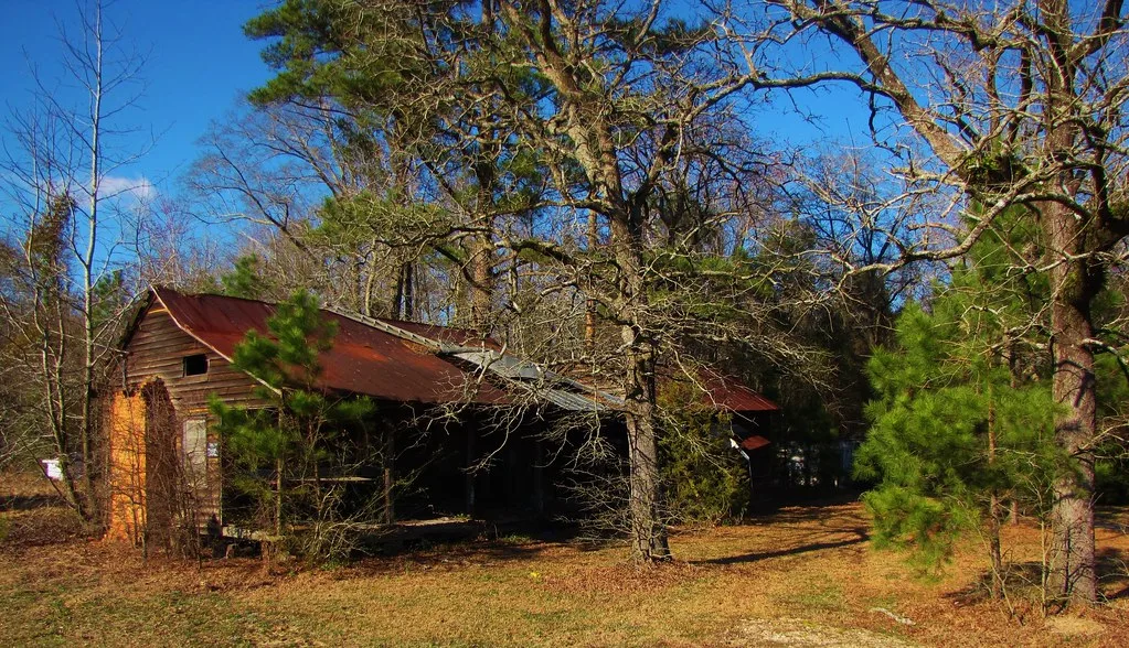 Neglected wooden house with a rusty roof and boarded openings, surrounded by pines and climbing plants.