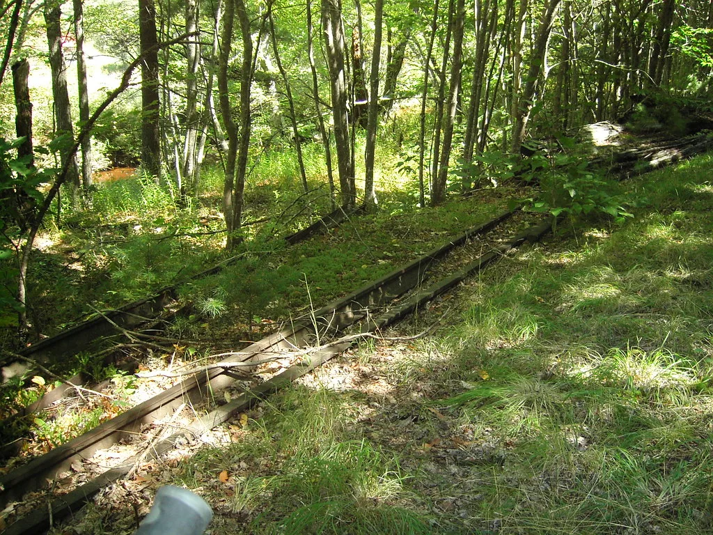 Abandoned rails overgrown with grass and branches in woodland.