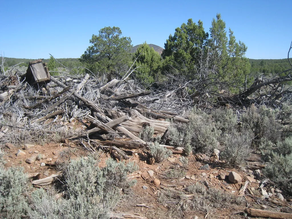 Collapsed remains of a timber structure among vegetation in Arizona