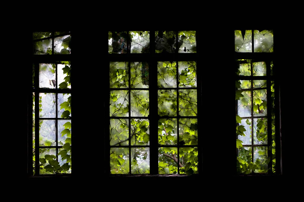 Fenêtres brisées envahies de feuilles vues depuis un intérieur sombre.