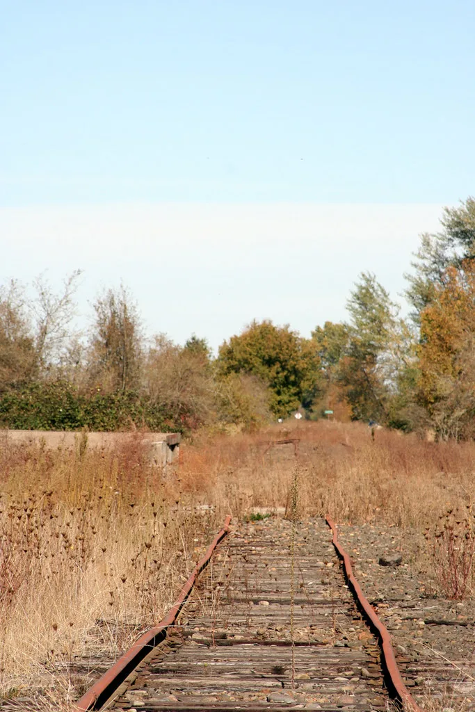 Rusty rails and sleepers of an abandoned track disappearing into tall brown weeds between trees.