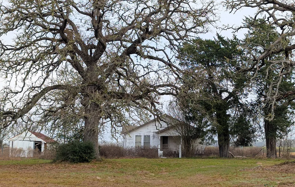 Neglected white house and open shed behind large leafless trees.