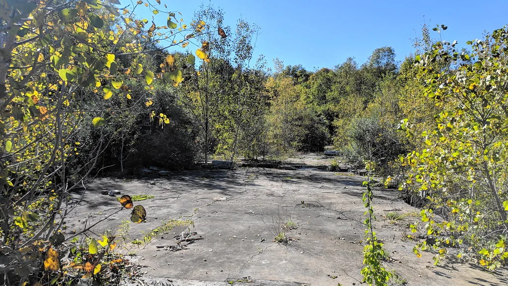 Old concrete slab overgrown with trees and vegetation.