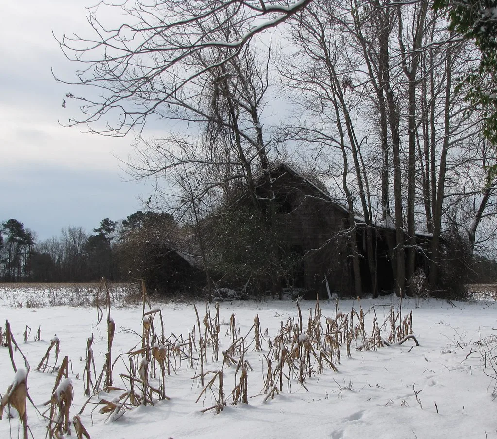 Old wooden building overgrown with vegetation beside a snowy field.