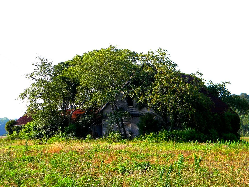 Abandoned wooden house almost completely covered by trees and climbing plants.