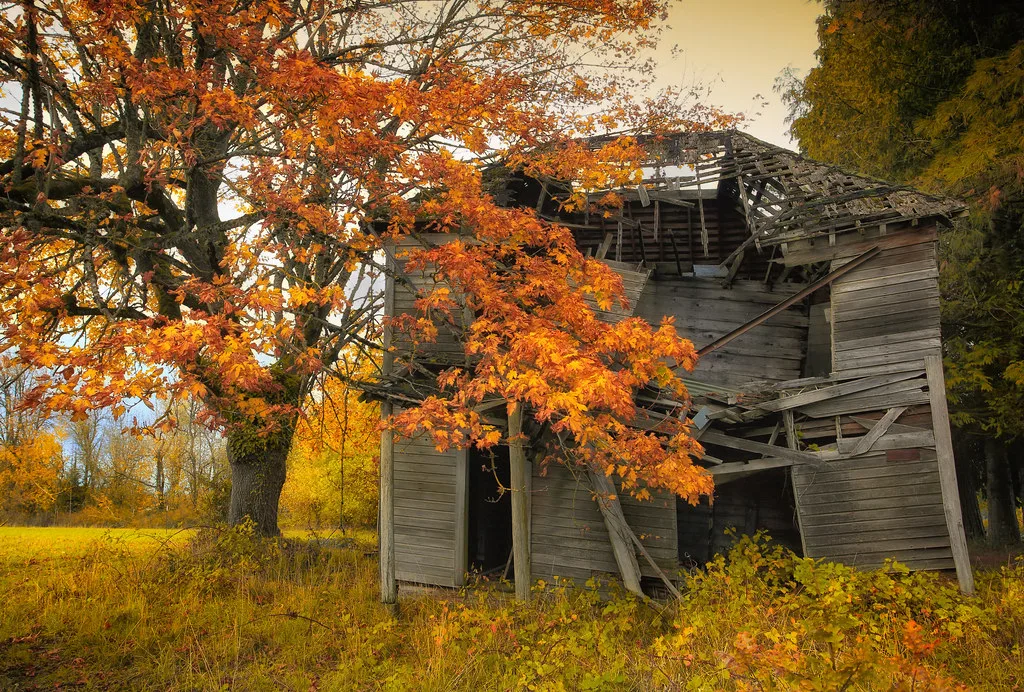 Partly collapsed wooden house behind a tree with orange leaves.