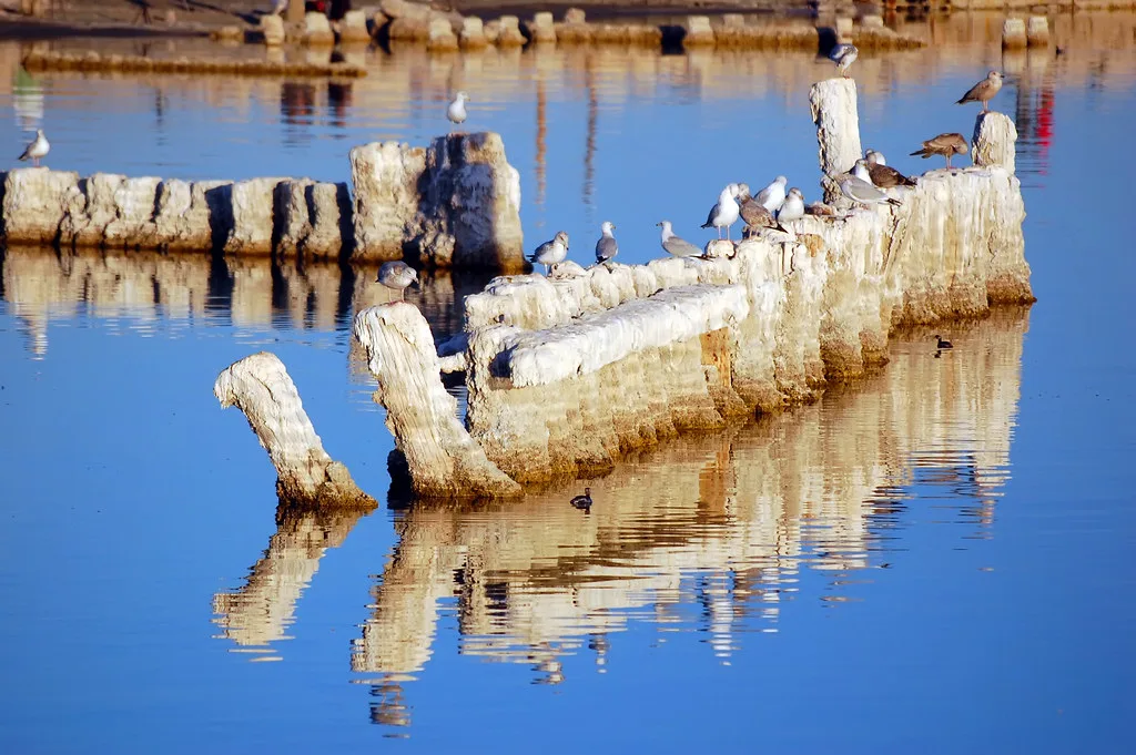 Remains of eroded walls and pillars in the water, covered with birds and reflected on the blue surface.