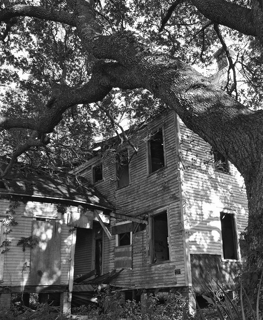 Ruined wooden house with empty openings beneath large tree branches, in black and white.