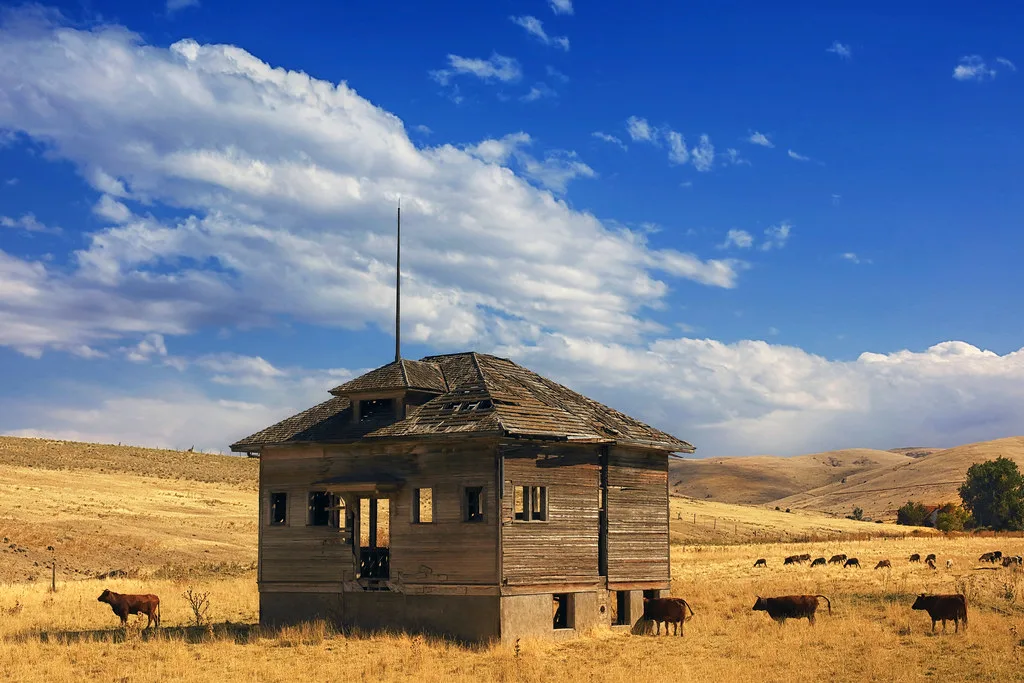 Old decaying wooden building in a pasture with cattle.