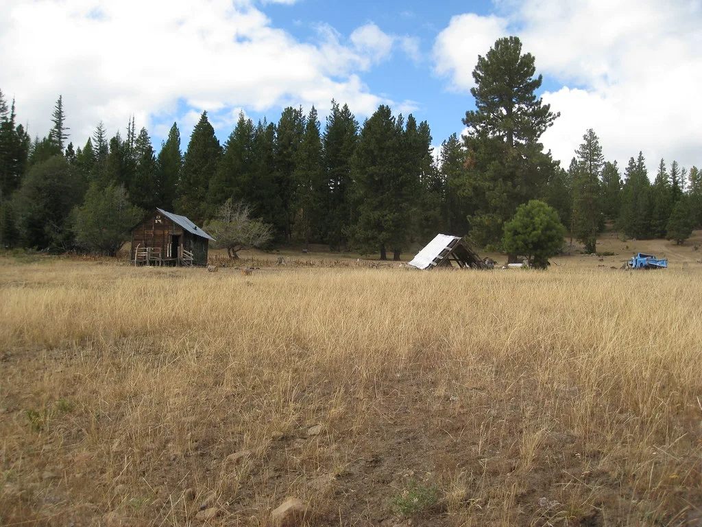 Wooden cabin and collapsed roof in a meadow bordered by conifers.