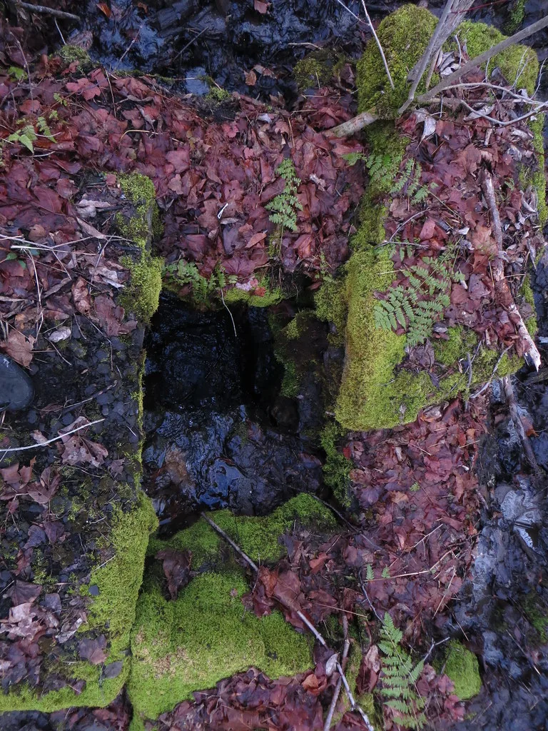 Old stone channel covered with moss and leaves in woodland.
