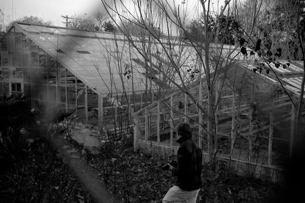 Former greenhouse with broken glazing overgrown with vegetation.