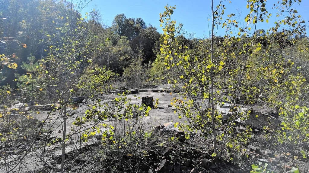 Old building foundations and a cracked slab overgrown with young trees.