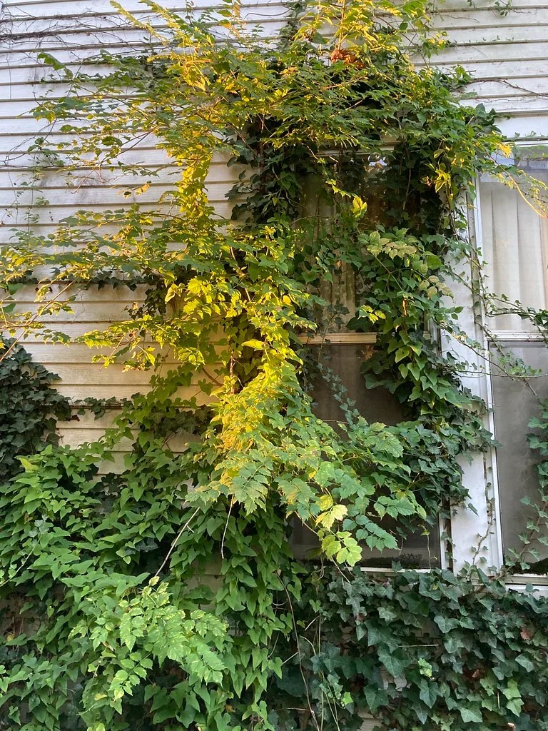 Windows on a pale facade overgrown with climbing plants.