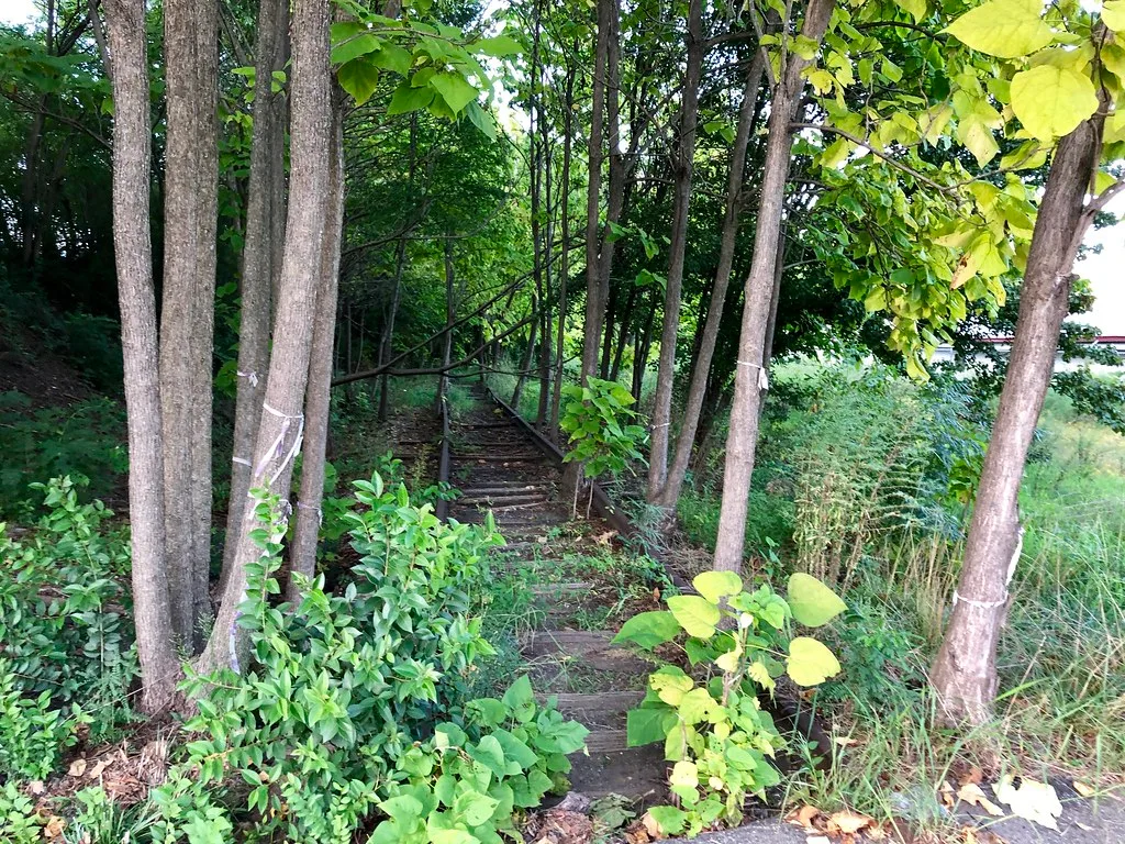 Ancienne voie ferrée envahie d’arbres et de végétation.