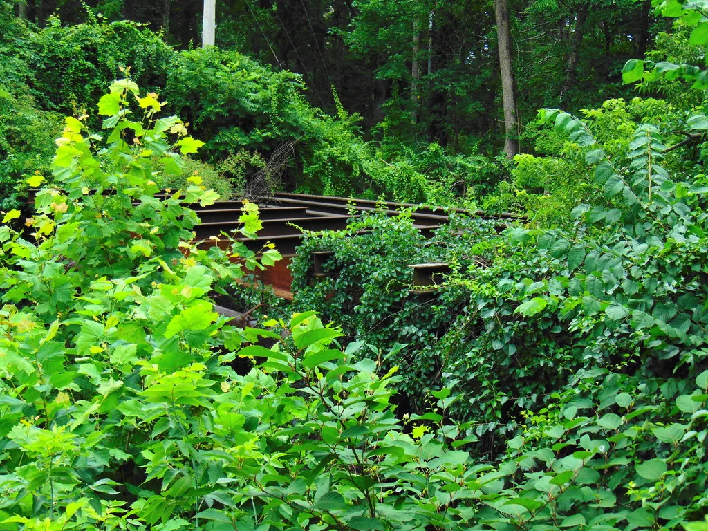 Vestiges d’un pont métallique rouillé cachés dans une végétation dense.