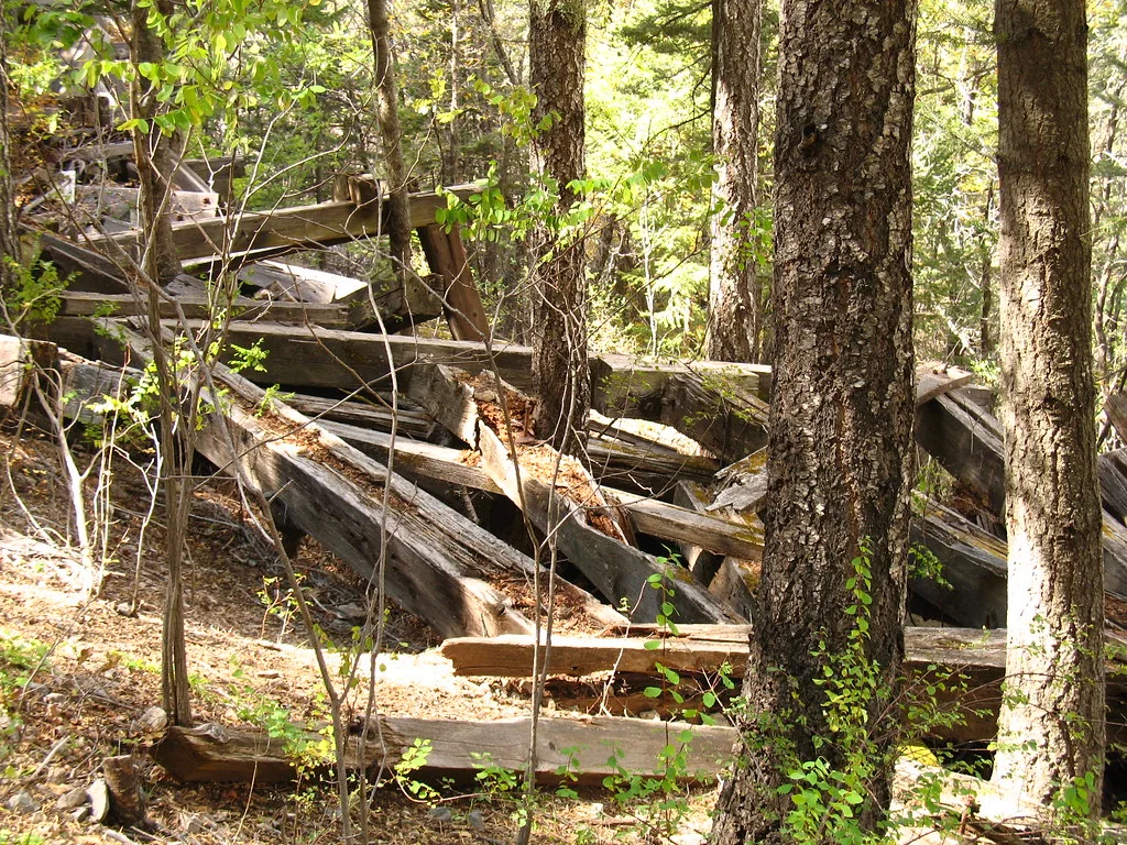 Collapsed remains of an abandoned wooden structure with rotting beams among tree trunks and saplings.