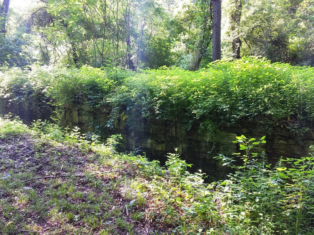 Ancien mur de pierre envahi de végétation dans une forêt.