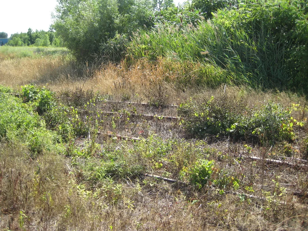 Rails et traverses enfouis dans de hautes herbes près d’un massif de roseaux.
