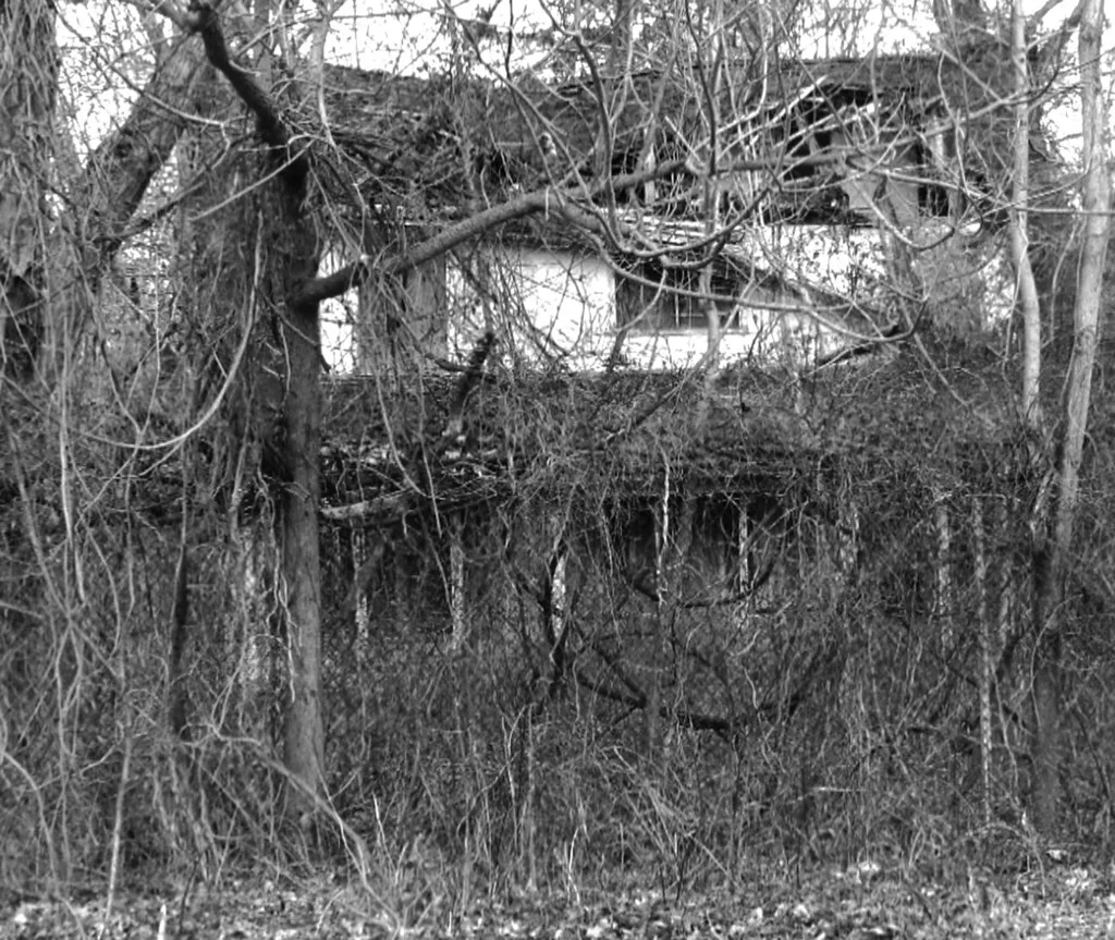 Maison en ruine envahie de lianes, en noir et blanc.