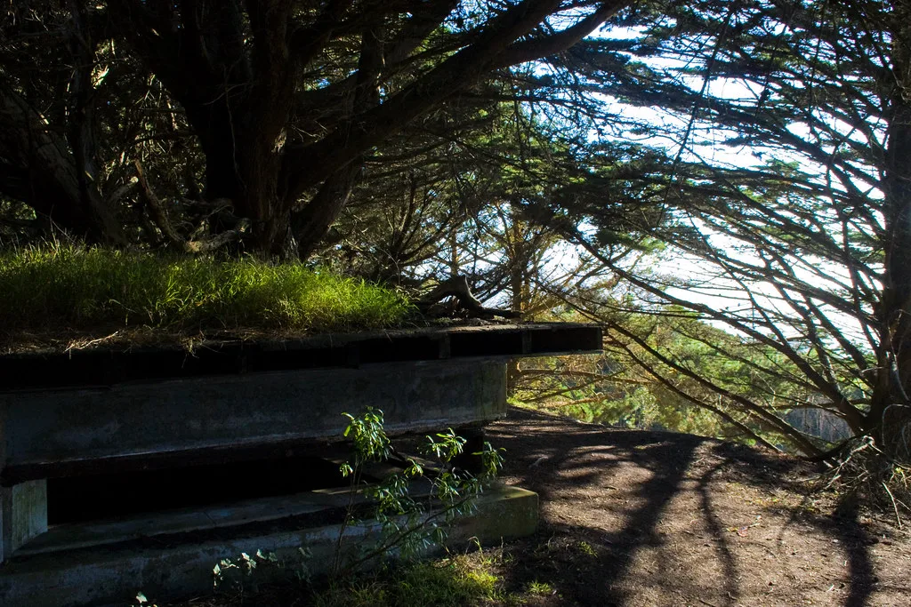 Old low concrete structure with a grass-covered roof beneath trees.