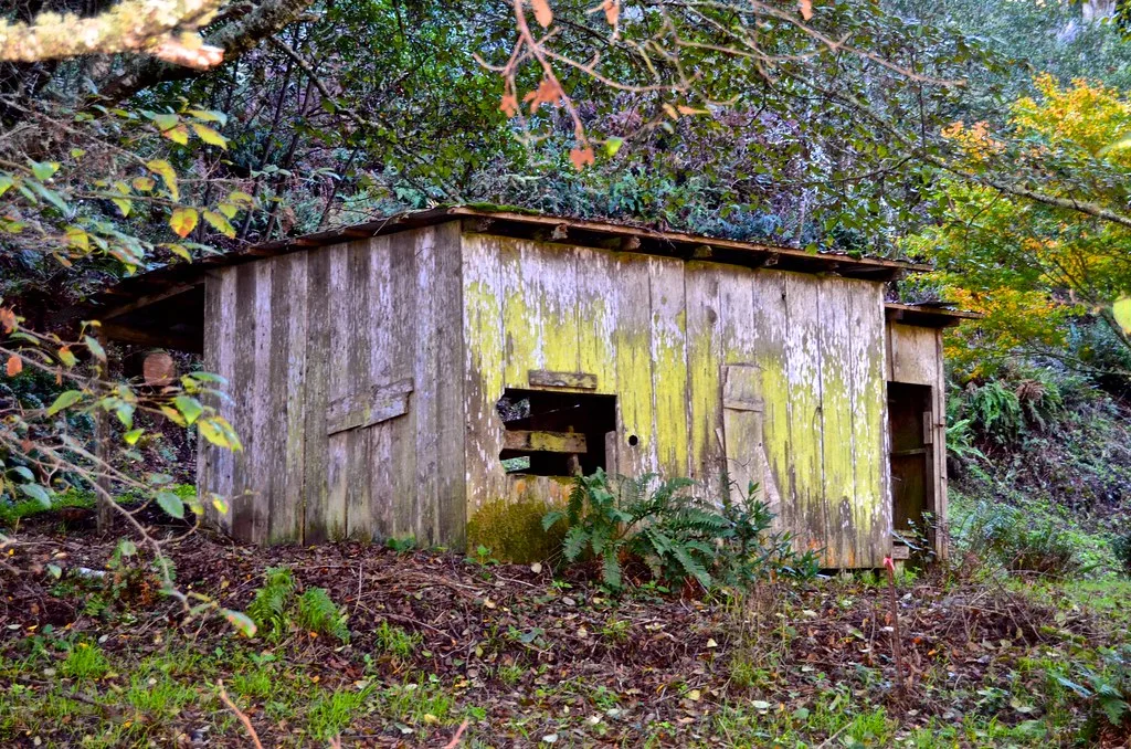 Old wooden shed with holes and moss-covered walls among trees.