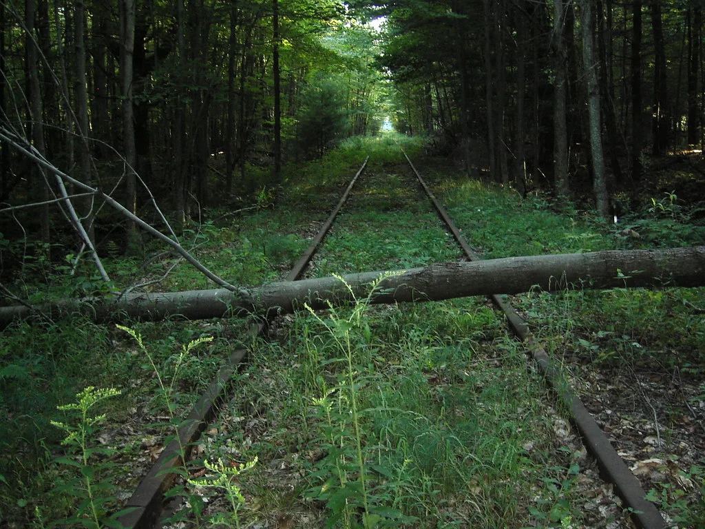 Rails abandonnés envahis d’herbes sous les arbres avec un tronc couché en travers.